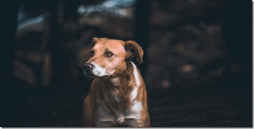 Día mundial del perro sin raza