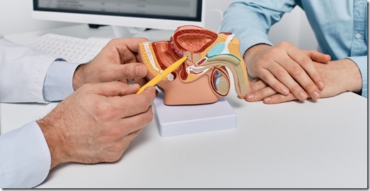 Doctor consulting man patient with suspected prostate cancer using male reproductive system model while visit in urology clinic. Prostate problems and treatment