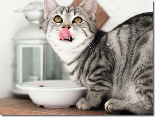 Gato comiendo