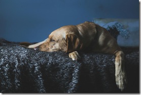 PetMatch_4