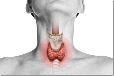 Human anatomy. Thyroid gland in human body on white. Thyroid control.