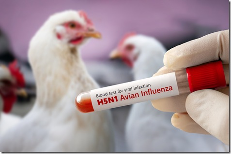 h5n1